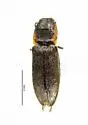 Tetralimonius maculicollis - photo 5