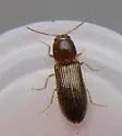 Tetralimonius nimbatus