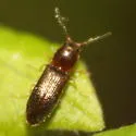 Tetralimonius nimbatus - photo 2