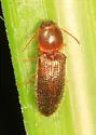 Tetralimonius nimbatus - photo 3