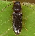 Tetralimonius nimbatus - photo 4