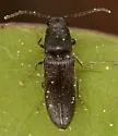 Tetralimonius nimbatus - photo 5