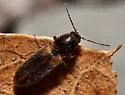 Tetralimonius ornatulus