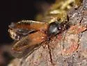 Tetralimonius ornatulus - photo 2
