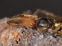 Tetralimonius ornatulus - photo 3