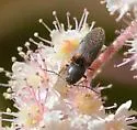 Tetralimonius ornatulus - photo 5