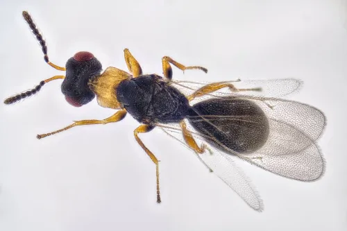 Tetramesa fulvicollis