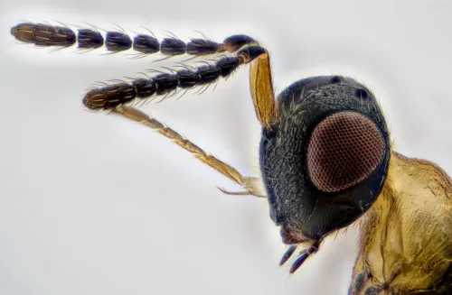 Tetramesa fulvicollis - photo 3