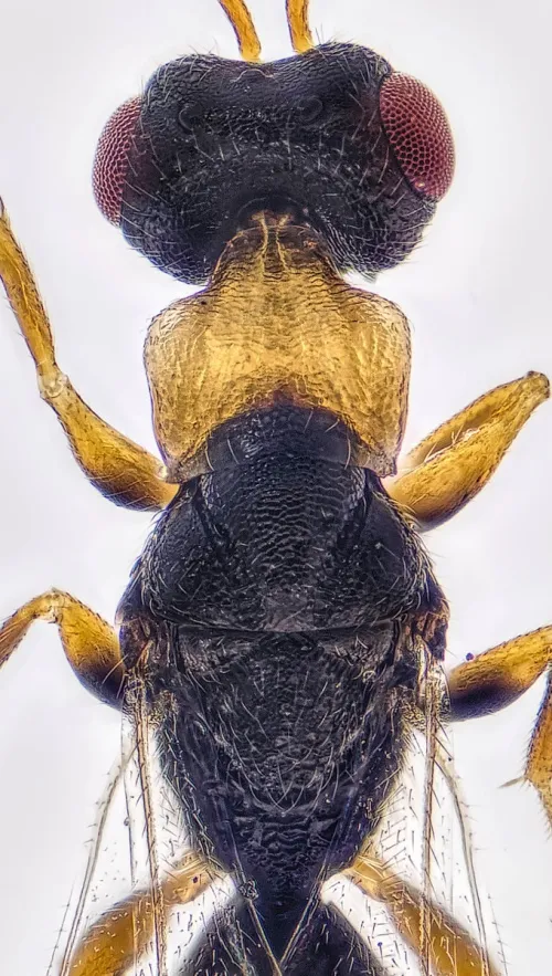 Tetramesa fulvicollis - photo 4
