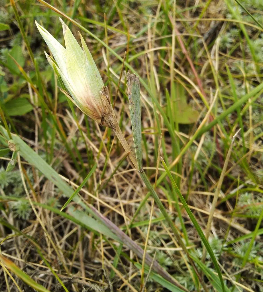 Tetramesa hyalipenne - photo 2