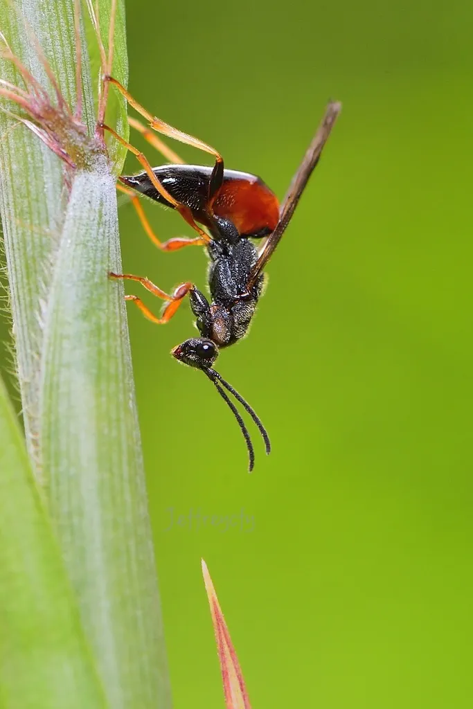 Tetramesa rhopaloides - photo 2