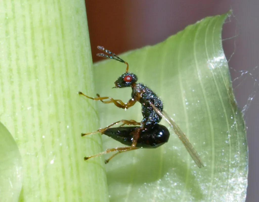 Arundo wasp - photo 2