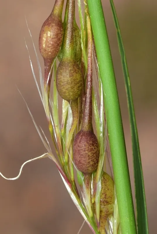 Tetramesa stipae - photo 2