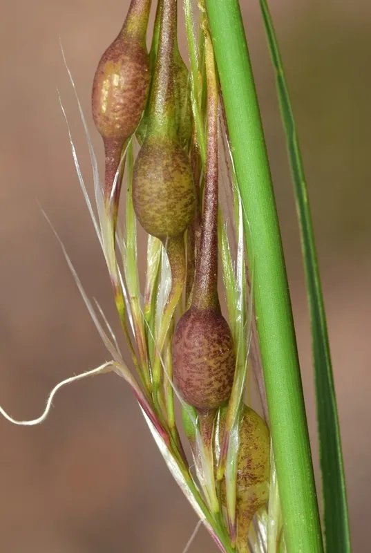 Tetramesa stipae - photo 3