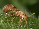 Tetramorium atratulum