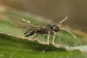 Tetramorium atratulum - photo 2