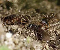 Tetramorium atratulum - photo 3