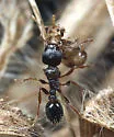 Tetramorium atratulum - photo 4