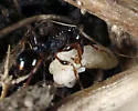 Tetramorium atratulum - photo 5