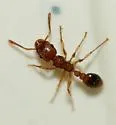 Tramp Ant