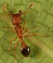 Tramp Ant - photo 2