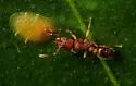 Tramp Ant - photo 3