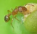 Tramp Ant - photo 4