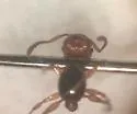 Tramp Ant - photo 5