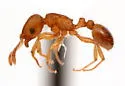 Tetramorium caldarium