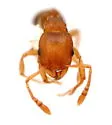 Tetramorium caldarium - photo 2
