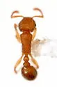 Tetramorium caldarium - photo 3