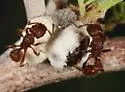 Tetramorium hispidum
