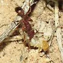 Tetramorium hispidum - photo 2