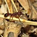 Tetramorium hispidum - photo 3