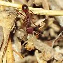 Tetramorium hispidum - photo 4