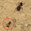 Tetramorium hispidum - photo 5