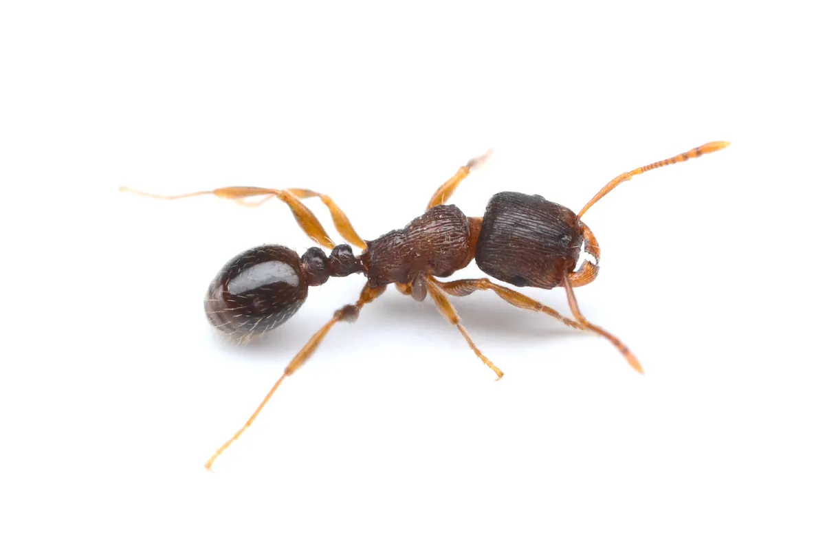 (Immigrant) Pavement Ant - Tetramorium immigrans