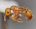 Tetramorium insolens