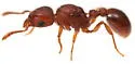 Wooly Pavement Ant