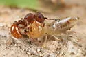 Tetramorium spinosum