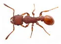 Tetramorium spinosum - photo 2
