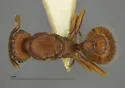 Tetramorium spinosum - photo 3