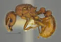 Tetramorium spinosum - photo 4