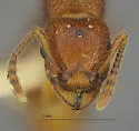 Tetramorium spinosum - photo 5