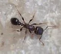 Japanese Pavement Ant - photo 2
