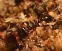 Japanese Pavement Ant - photo 4