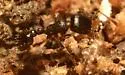 Japanese Pavement Ant - photo 5