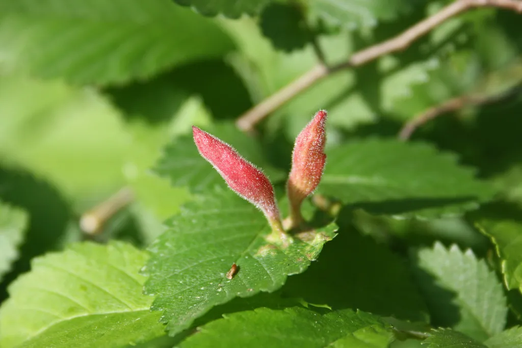 Rice Root Aphid - photo 2