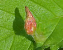 Tetraneura nigriabdominalis