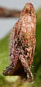 Tetraneura nigriabdominalis - photo 4